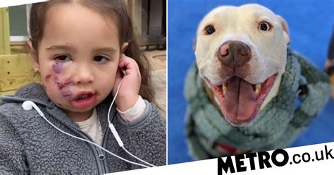 child mauled by pit bull